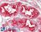 Cystatin C antibody, LS-B12309, Lifespan Biosciences, Immunohistochemistry paraffin image 