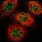 SCO Cytochrome C Oxidase Assembly Protein 1 antibody, NBP1-87073, Novus Biologicals, Immunofluorescence image 