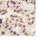 Engrailed Homeobox 1 antibody, ab70993, Abcam, Immunohistochemistry paraffin image 