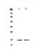 Charcot-Leyden Crystal Galectin antibody, A01350, Boster Biological Technology, Western Blot image 