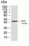 Mitogen-Activated Protein Kinase Kinase 2 antibody, 700829, Invitrogen Antibodies, Western Blot image 