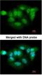 Probable Xaa-Pro aminopeptidase 3 antibody, NBP1-31556, Novus Biologicals, Immunocytochemistry image 