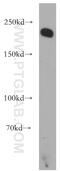 ITGB4 antibody, 21738-1-AP, Proteintech Group, Western Blot image 