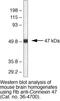 Gap Junction Protein Gamma 2 antibody, 36-4700, Invitrogen Antibodies, Western Blot image 