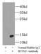 Interferon Induced Transmembrane Protein 3 antibody, FNab04144, FineTest, Immunoprecipitation image 