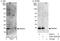 High Mobility Group Nucleosome Binding Domain 1 antibody, A302-363A, Bethyl Labs, Western Blot image 