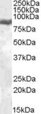 Lactotransferrin antibody, TA305892, Origene, Western Blot image 