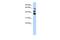 NOP2/Sun RNA Methyltransferase 3 antibody, PA5-43243, Invitrogen Antibodies, Western Blot image 