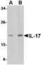 IL-17 antibody, TA306673, Origene, Western Blot image 