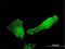 SH2 Domain Containing 3C antibody, H00010044-M02, Novus Biologicals, Immunofluorescence image 