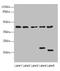  antibody, LS-C675988, Lifespan Biosciences, Western Blot image 