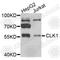 Dual specificity protein kinase CLK1 antibody, A6887, ABclonal Technology, Western Blot image 