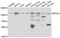 EPH Receptor A2 antibody, A7183, ABclonal Technology, Western Blot image 