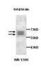 Adhesion Molecule With Ig Like Domain 2 antibody, orb77062, Biorbyt, Western Blot image 