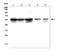 Tripartite Motif Containing 6 antibody, A02016-1, Boster Biological Technology, Western Blot image 