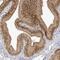 Cleavage And Polyadenylation Specific Factor 3 antibody, NBP1-85476, Novus Biologicals, Immunohistochemistry frozen image 