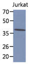 Cytosolic Iron-Sulfur Assembly Component 1 antibody, AM50046PU-S, Origene, Western Blot image 