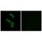 Complement C1q B Chain antibody, A04233, Boster Biological Technology, Immunofluorescence image 