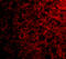 PP17 antibody, 4237, ProSci, Immunofluorescence image 