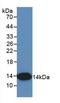 C-X-C Motif Chemokine Ligand 8 antibody, LS-C663559, Lifespan Biosciences, Western Blot image 