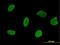 RLP24 antibody, LS-B6227, Lifespan Biosciences, Immunofluorescence image 