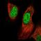 Paired Related Homeobox 1 antibody, HPA063566, Atlas Antibodies, Immunofluorescence image 