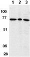 Apoptosis Inducing Factor Mitochondria Associated 1 antibody, ab1998, Abcam, Western Blot image 