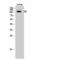 Serine/threonine-protein kinase TAO3 antibody, LS-C384214, Lifespan Biosciences, Western Blot image 