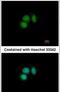 CUGBP Elav-Like Family Member 2 antibody, PA5-30401, Invitrogen Antibodies, Immunofluorescence image 