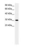 E2F Transcription Factor 5 antibody, PA1-32480, Invitrogen Antibodies, Western Blot image 