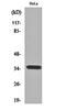 Olfactory Receptor Family 6 Subfamily C Member 3 antibody, orb162188, Biorbyt, Western Blot image 