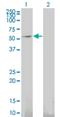 GDNF Family Receptor Alpha 1 antibody, H00002674-M03, Novus Biologicals, Western Blot image 