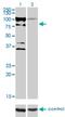 Zinc Finger Protein 274 antibody, H00010782-M04, Novus Biologicals, Western Blot image 