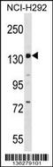 Period Circadian Regulator 1 antibody, MBS9207968, MyBioSource, Western Blot image 