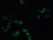 Cathepsin L antibody, orb46251, Biorbyt, Immunofluorescence image 