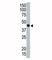 Tumor susceptibility gene 101 protein antibody, F47990-0.4ML, NSJ Bioreagents, Western Blot image 