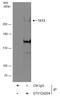 Tet Methylcytosine Dioxygenase 2 antibody, GTX124204, GeneTex, Immunoprecipitation image 