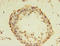 Dedicator Of Cytokinesis 10 antibody, orb354639, Biorbyt, Immunohistochemistry paraffin image 