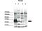 Paired Box 3 antibody, 27-684, ProSci, Immunofluorescence image 