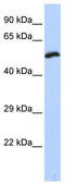 Potassium Voltage-Gated Channel Modifier Subfamily S Member 1 antibody, TA338530, Origene, Western Blot image 