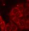 Protein Tyrosine Phosphatase Non-Receptor Type 6 antibody, orb14690, Biorbyt, Immunofluorescence image 