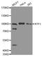 RTF1 Homolog, Paf1/RNA Polymerase II Complex Component antibody, MBS128761, MyBioSource, Western Blot image 