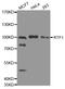 RTF1 antibody, MBS128761, MyBioSource, Western Blot image 