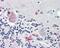 Noggin antibody, 49-860, ProSci, Immunohistochemistry paraffin image 