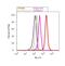 Orthodenticle Homeobox 2 antibody, 701948, Invitrogen Antibodies, Flow Cytometry image 