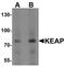 Kelch Like ECH Associated Protein 1 antibody, PA5-34454, Invitrogen Antibodies, Western Blot image 