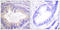 Cbl Proto-Oncogene antibody, LS-C117634, Lifespan Biosciences, Immunohistochemistry frozen image 
