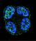 Signal Peptide, CUB Domain And EGF Like Domain Containing 2 antibody, abx026278, Abbexa, Western Blot image 