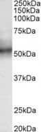 Tripartite Motif Containing 11 antibody, TA311579, Origene, Western Blot image 