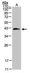Biglycan antibody, NBP1-32371, Novus Biologicals, Western Blot image 